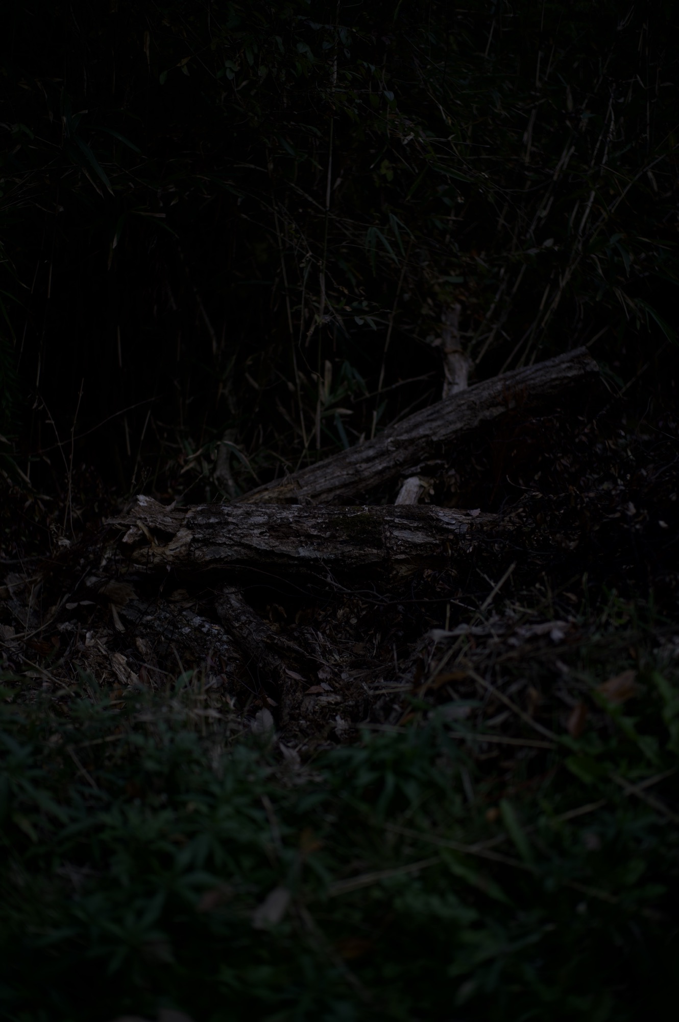 保護中: 知の継承、ロス